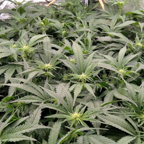 AK-47 growlog timeline photo