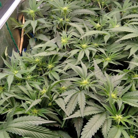 AK-47 growlog timeline photo