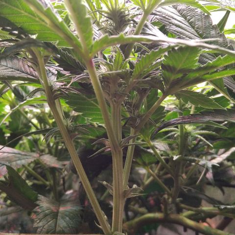 AK-47 growlog timeline photo