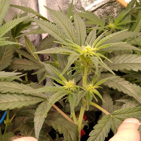 AK-47 growlog timeline photo