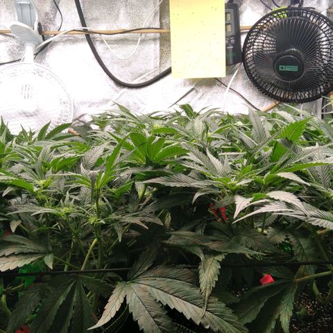 AK-47 growlog timeline photo