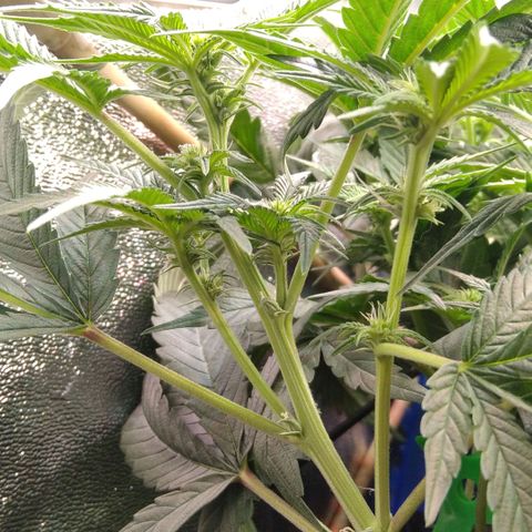 AK-47 growlog timeline photo