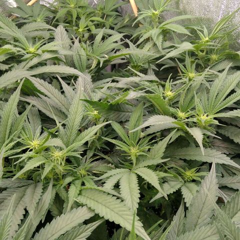 AK-47 growlog timeline photo
