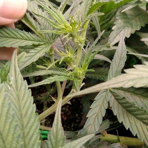AK-47 growlog timeline photo