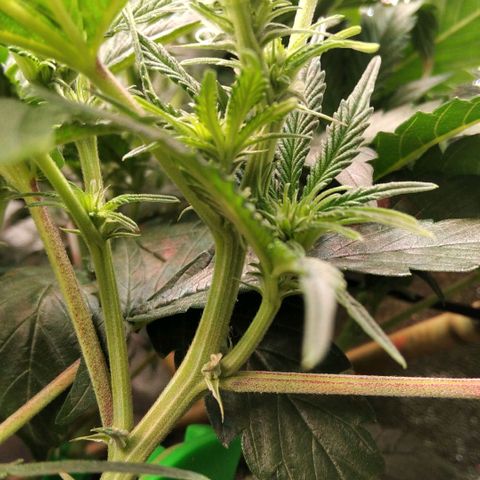 AK-47 growlog timeline photo