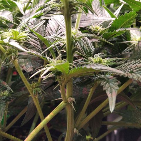 AK-47 growlog timeline photo