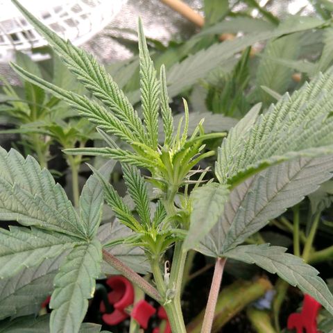 AK-47 growlog timeline photo