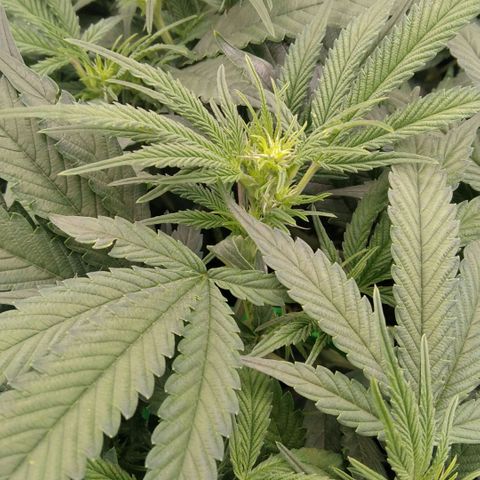 AK-47 growlog timeline photo