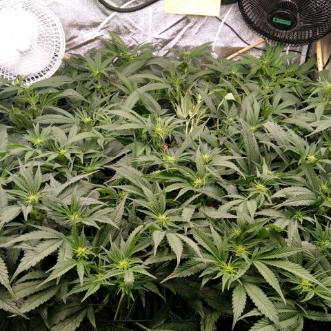 AK-47 growlog timeline photo
