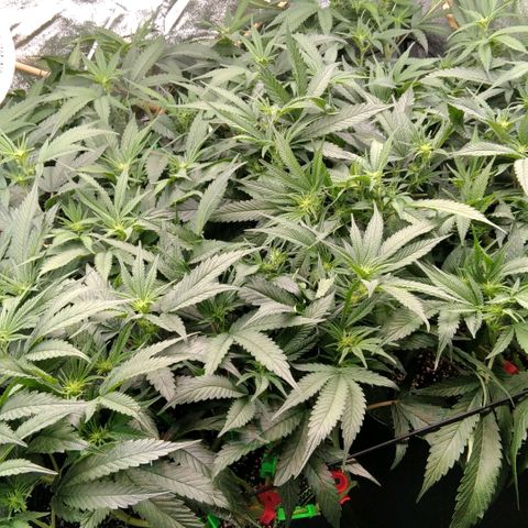 AK-47 growlog timeline photo
