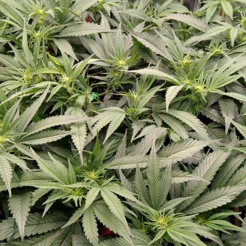 AK-47 growlog timeline photo
