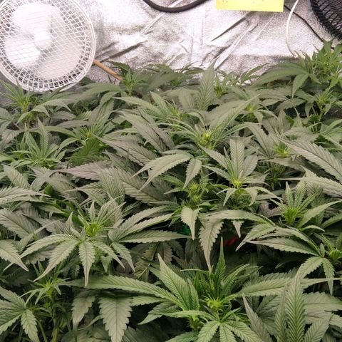 AK-47 growlog timeline photo