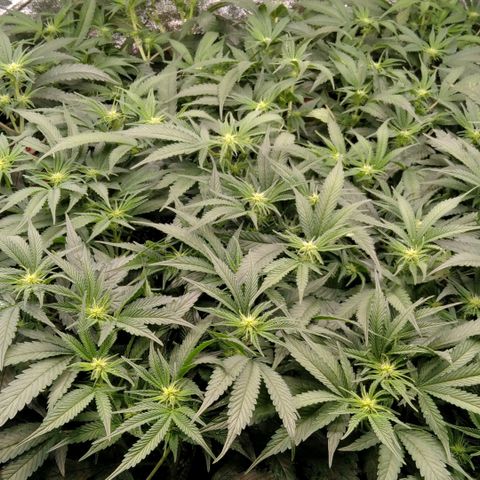 AK-47 growlog timeline photo