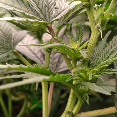 AK-47 growlog timeline photo