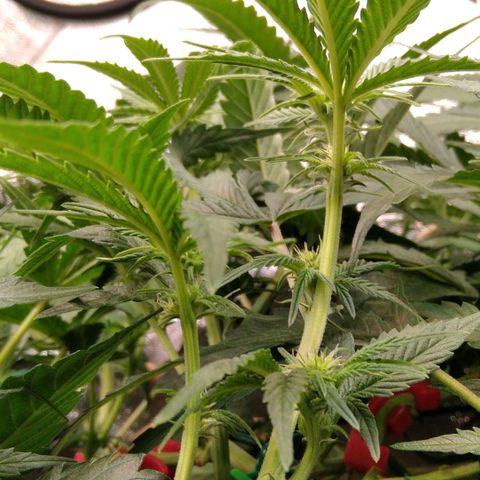 AK-47 growlog timeline photo