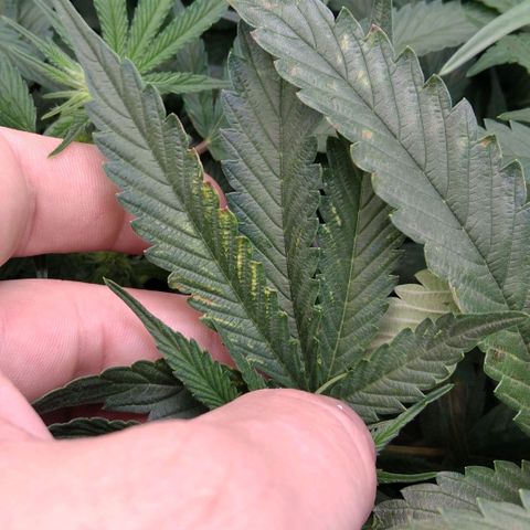 AK-47 growlog timeline photo