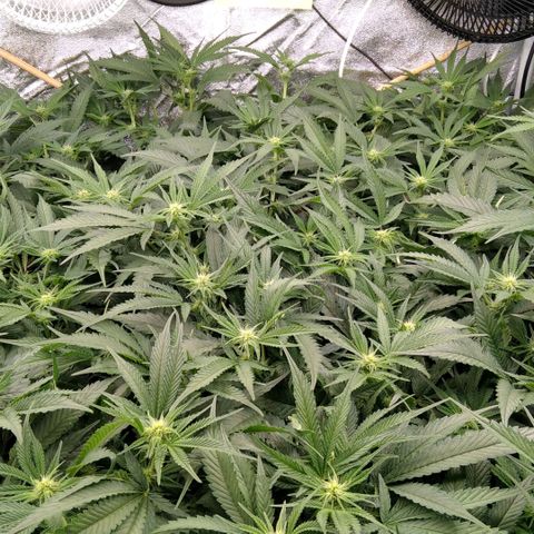 AK-47 growlog timeline photo