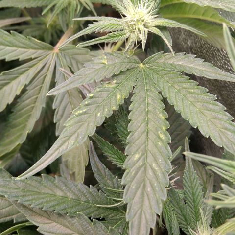 AK-47 growlog timeline photo
