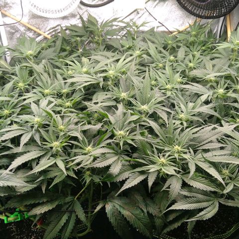 AK-47 growlog timeline photo