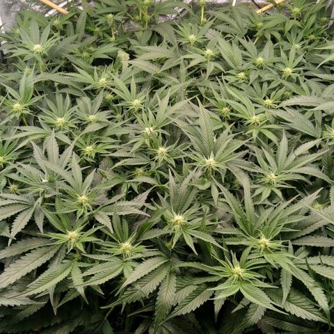 AK-47 growlog timeline photo