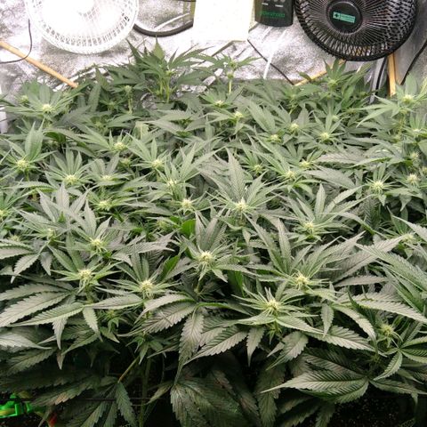 AK-47 growlog timeline photo