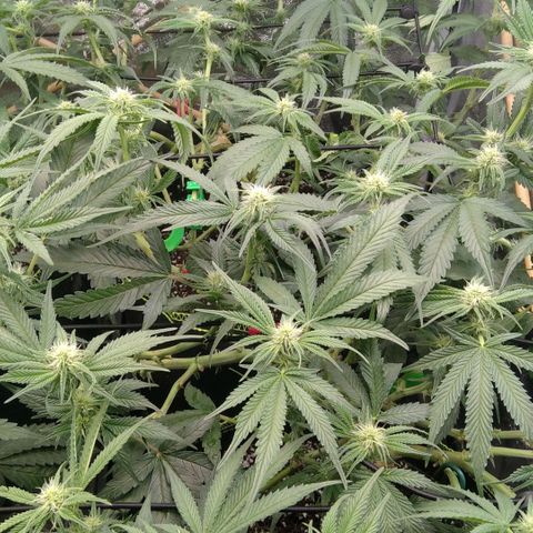AK-47 growlog timeline photo