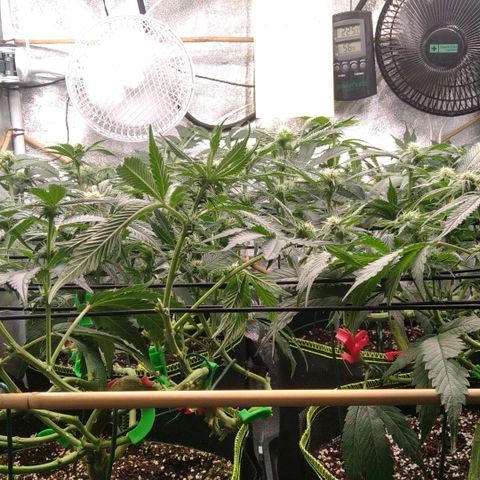 AK-47 growlog timeline photo