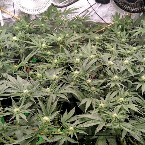 AK-47 growlog timeline photo