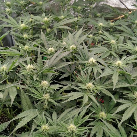 AK-47 growlog timeline photo