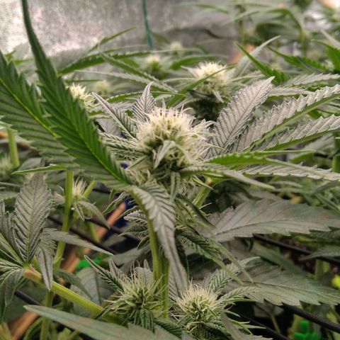 AK-47 growlog timeline photo