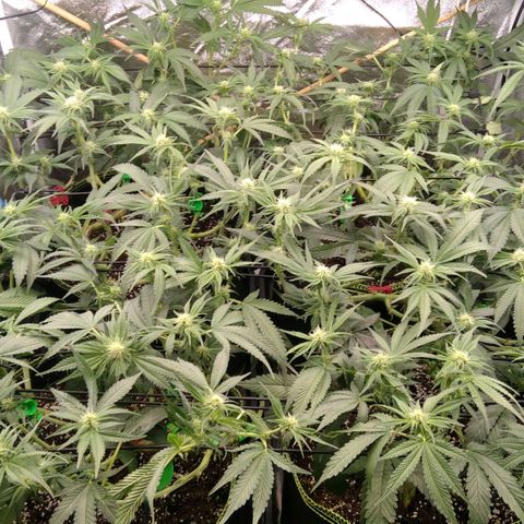 AK-47 growlog timeline photo