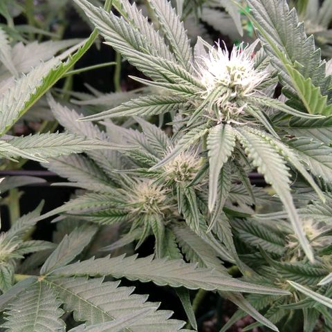 AK-47 growlog timeline photo