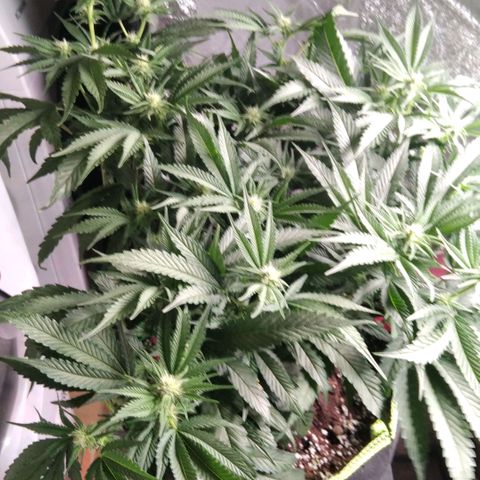 AK-47 growlog timeline photo