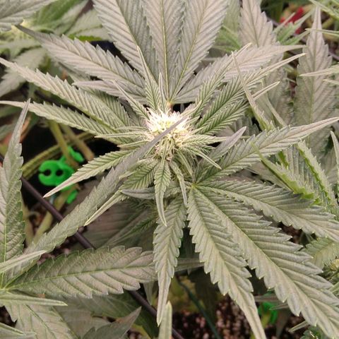 AK-47 growlog timeline photo