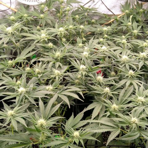 AK-47 growlog timeline photo