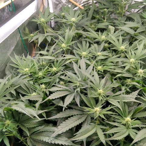 AK-47 growlog timeline photo
