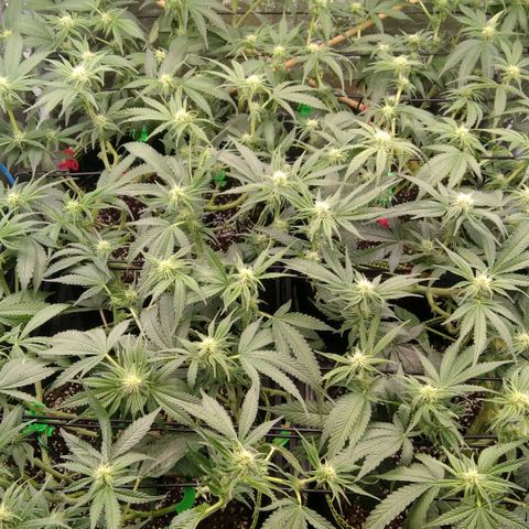 AK-47 growlog timeline photo