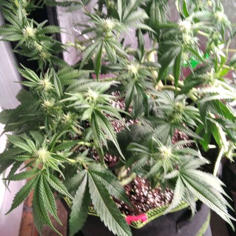 AK-47 growlog timeline photo