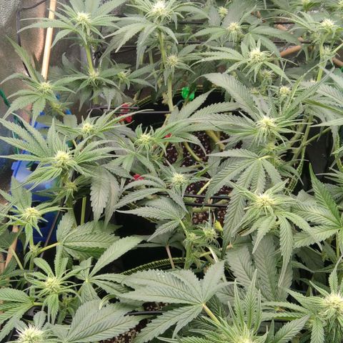 AK-47 growlog timeline photo