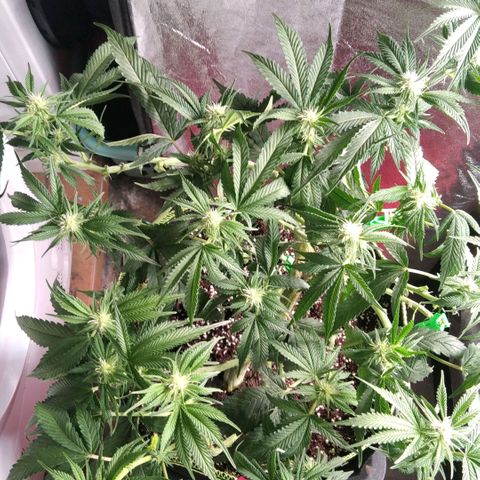 AK-47 growlog timeline photo