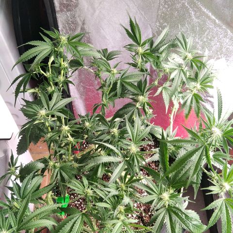 AK-47 growlog timeline photo