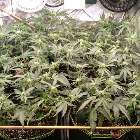 AK-47 growlog timeline photo