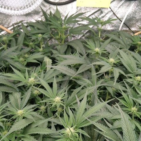 AK-47 growlog timeline photo