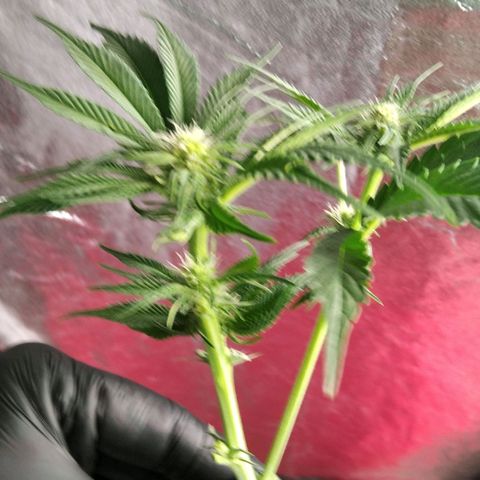 AK-47 growlog timeline photo
