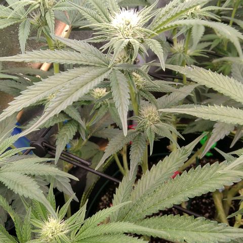 AK-47 growlog timeline photo
