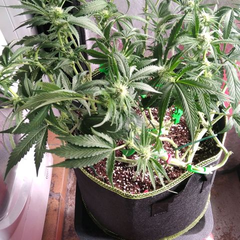 AK-47 growlog timeline photo