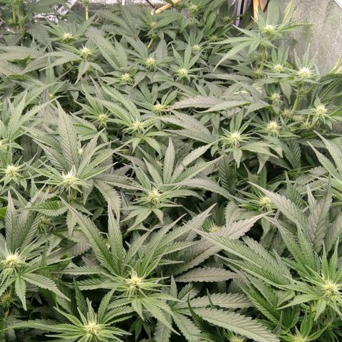AK-47 growlog timeline photo