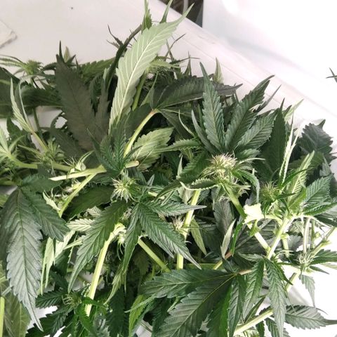 AK-47 growlog timeline photo