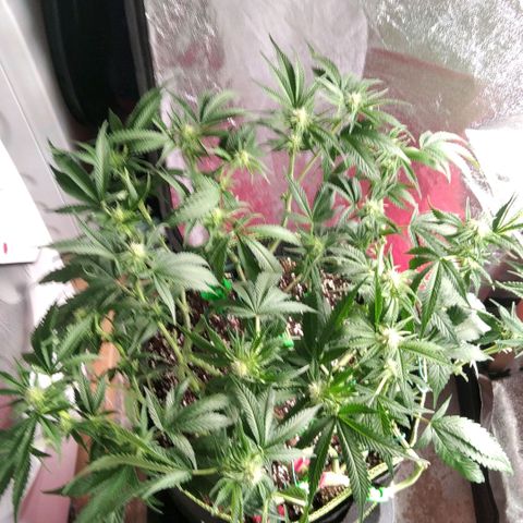 AK-47 growlog timeline photo