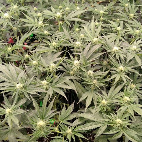 AK-47 growlog timeline photo